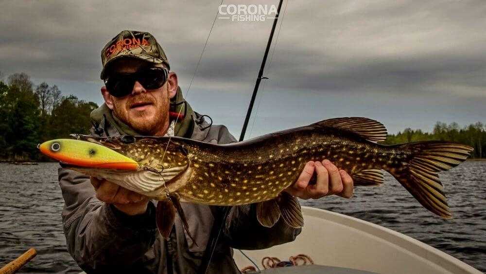 najlepsze przynęty na szczupaka